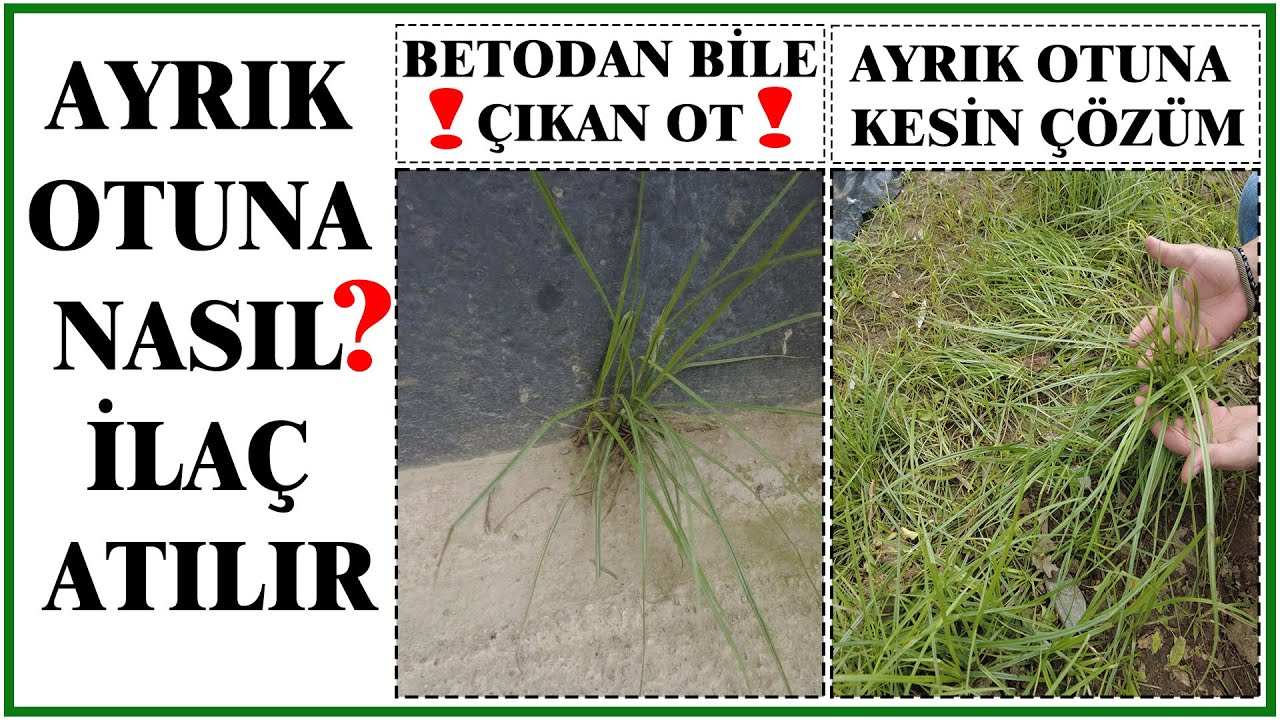 AYRIK OTU İLAÇLAMANIN PÜF NOKTALARI NELERDİR?