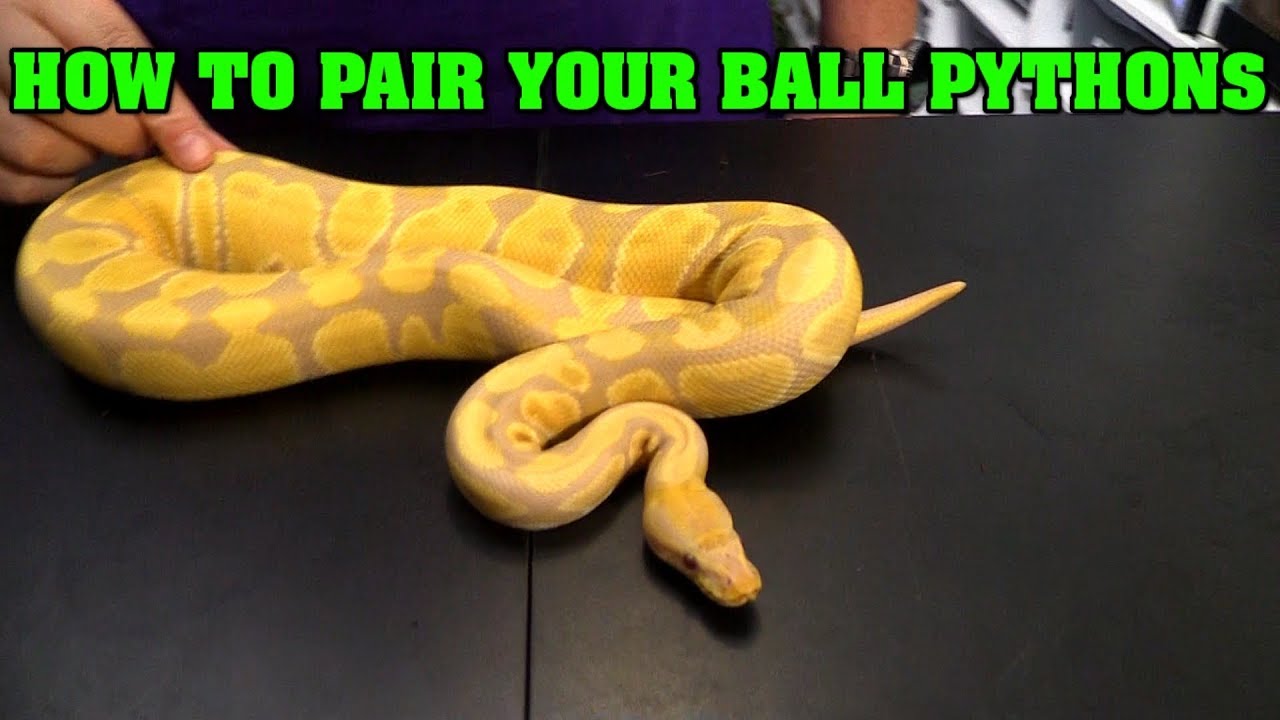 How to choose breeding pairings in ball pythons.