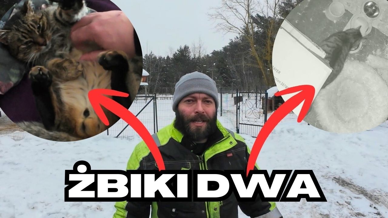 Zamówiłem indyki, a na bazie są dwa Żbiki