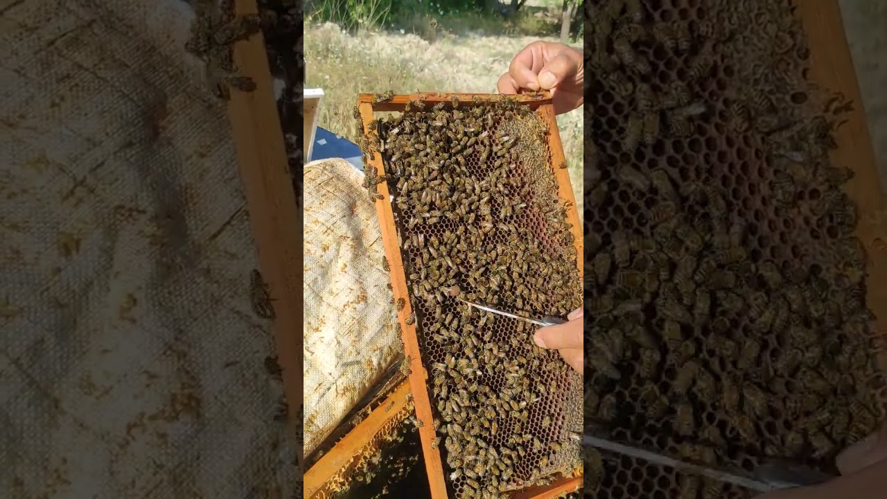 Ana Arı Değiştirme Eğitimi