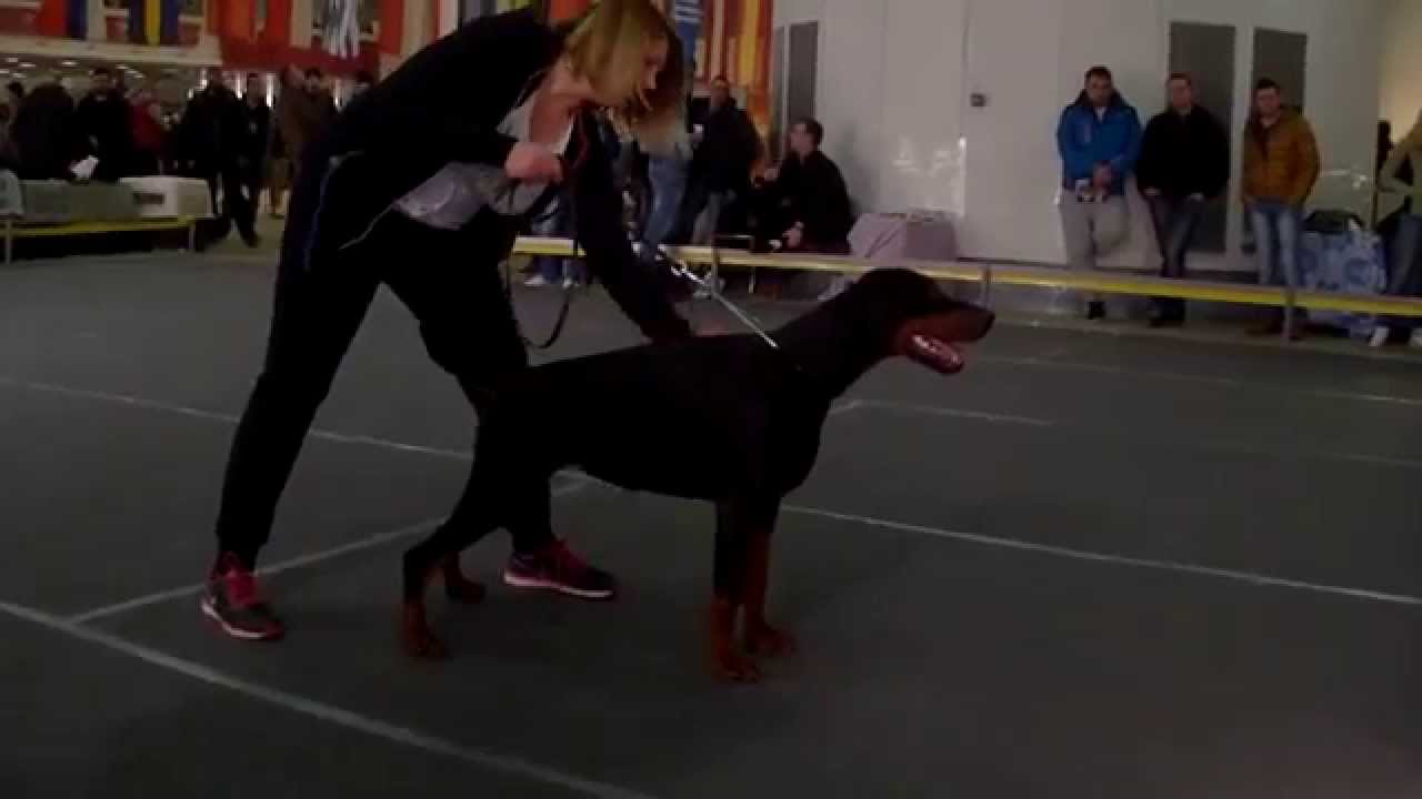 Quick Lola from Lipar Land  CACIB Belgrade