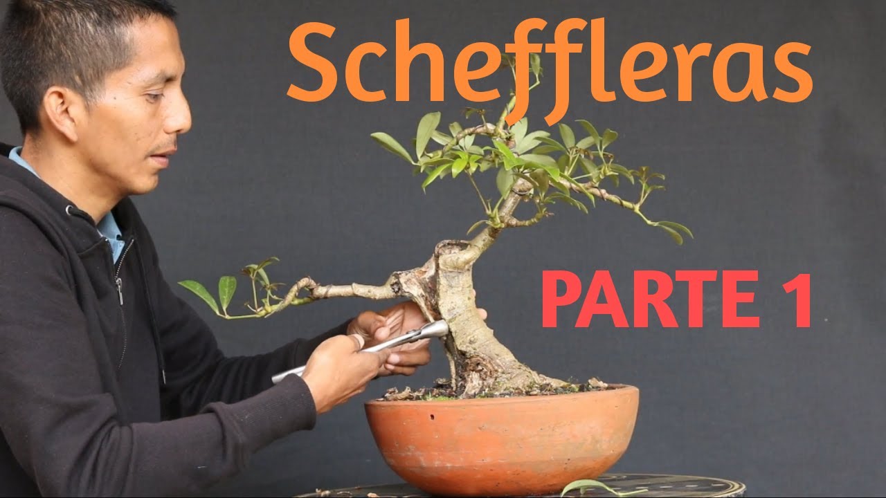 Trabajando SCHEFFLERAS  (Parte 1)