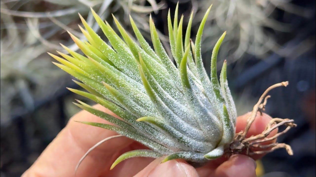 チランジア イオナンタ ピーチ バイオレットフラワー(ハワイ)Tillandsia ionantha Peach.(with violet flowers)(HAWAII)＠フラワーショップ江口鹿児島
