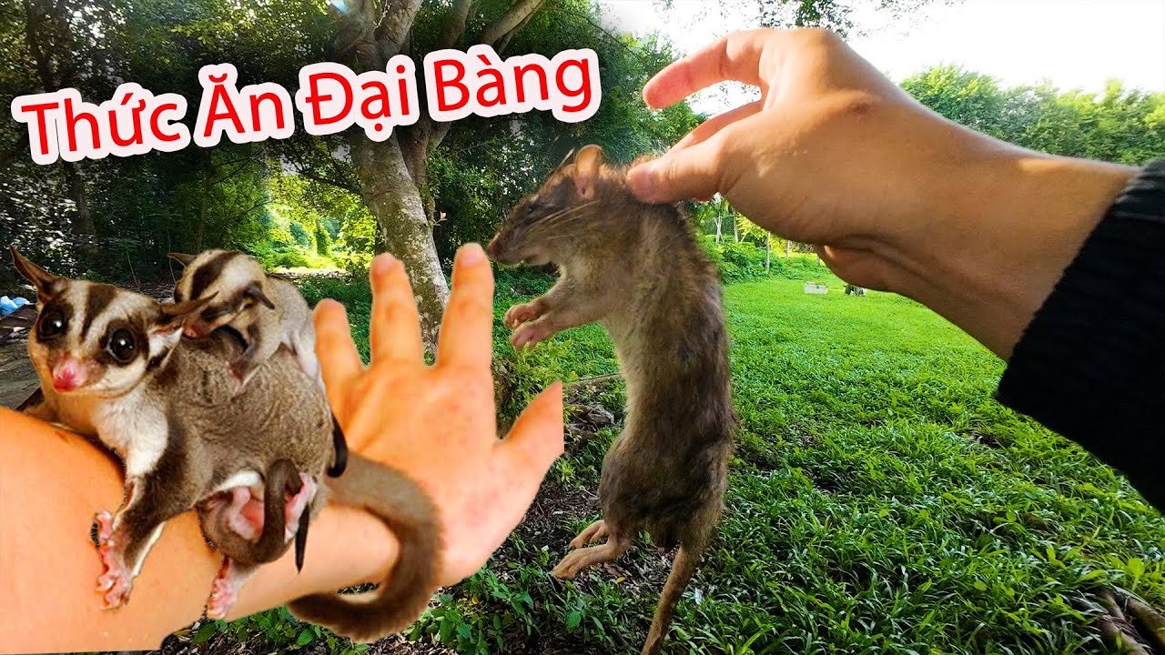 Hậu Cáo - Kiếm Mồi Cho Đại Bàng Bất Ngờ Vụt Chuột Cực Hài