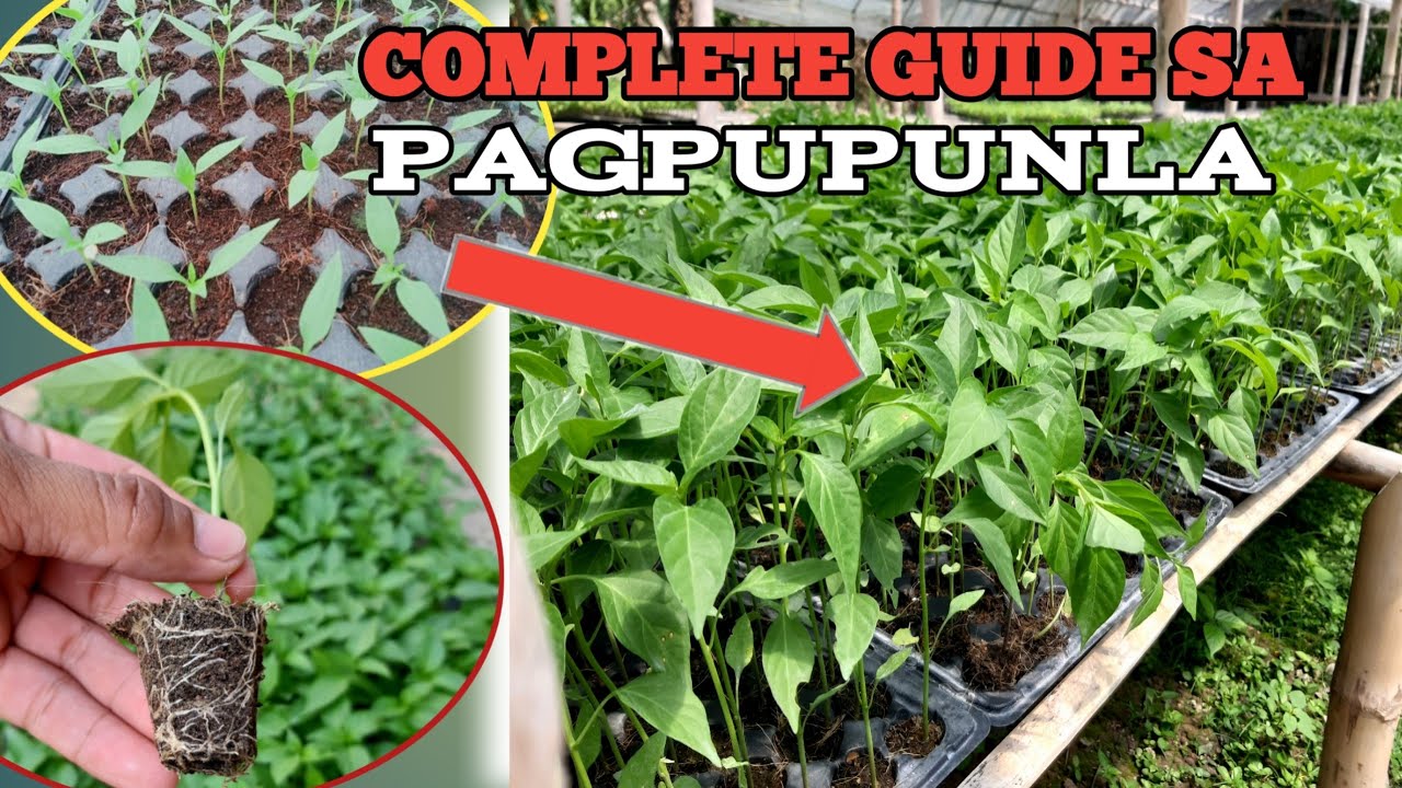 Complete Guide sa Pagpupunla ng Sili