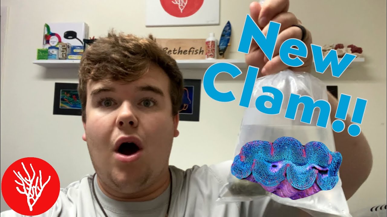 New Crocea Clam!!