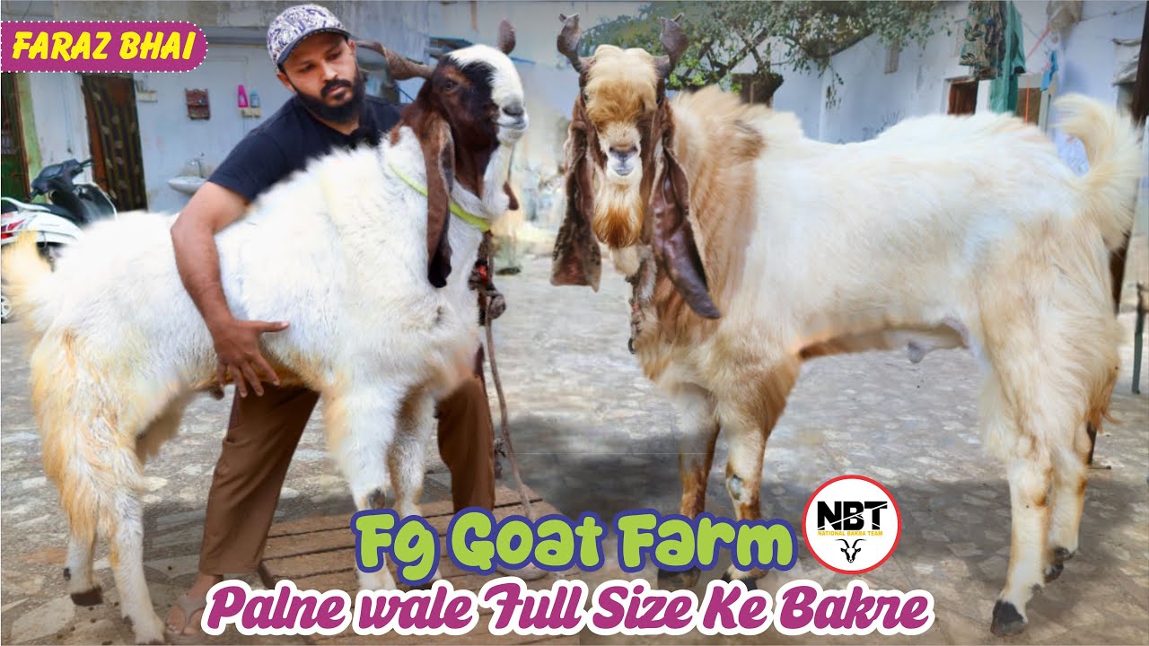 Palne Wale Full Size Ke Bakre Kota At FG Goat Farm