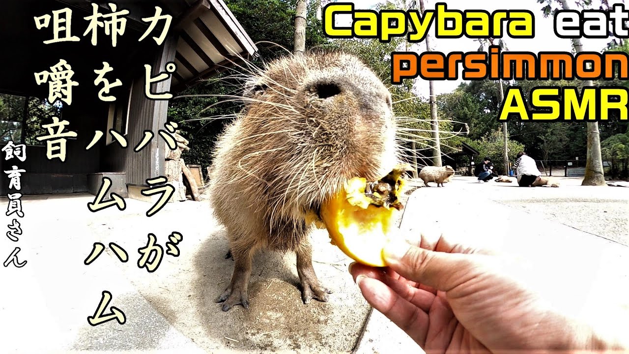 カピバラが柿をハムハム咀嚼音 capybara eat persimmon ASMR