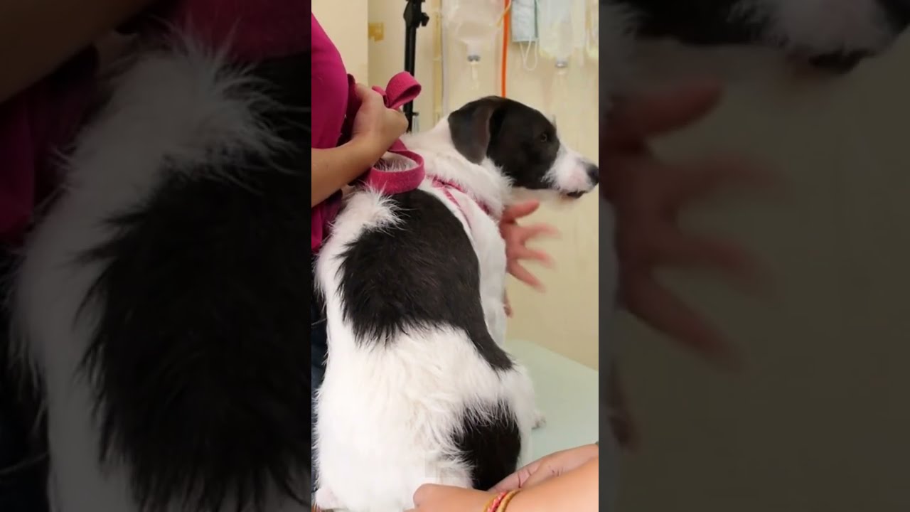 dogs gestures meaning