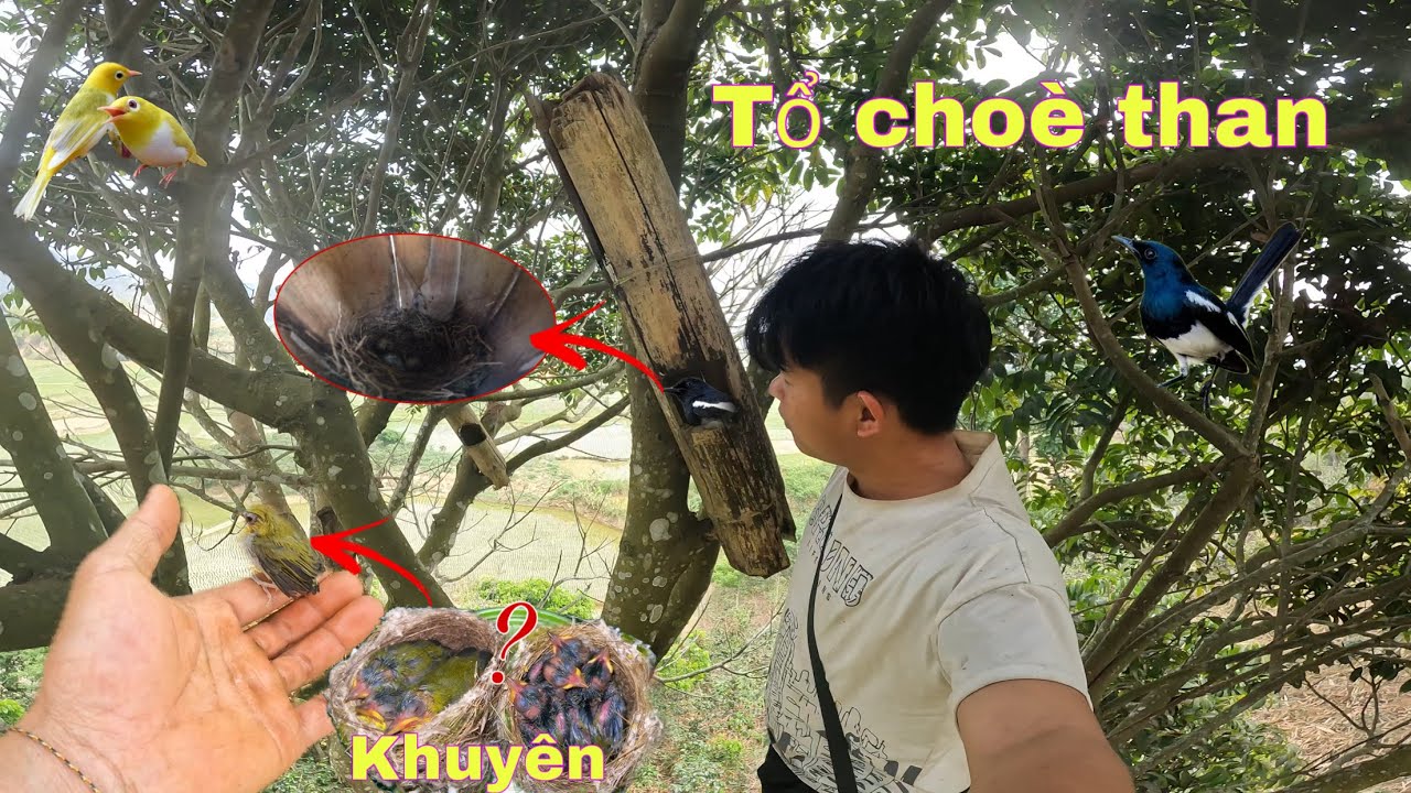 Tìm Được Tổ Chim Hoàng Khuyên Và Tổ Chòe Than Cực Chất . Tìm Tổ Chòe Than 2026| Duy Tôm Tv