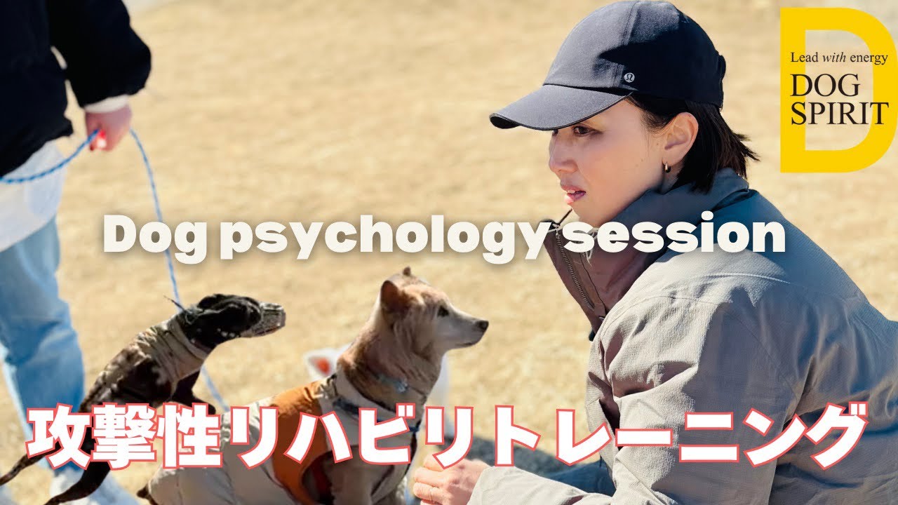 犬への攻撃性リハビリトレーニング　ドッグサイコロジー的アプローチ