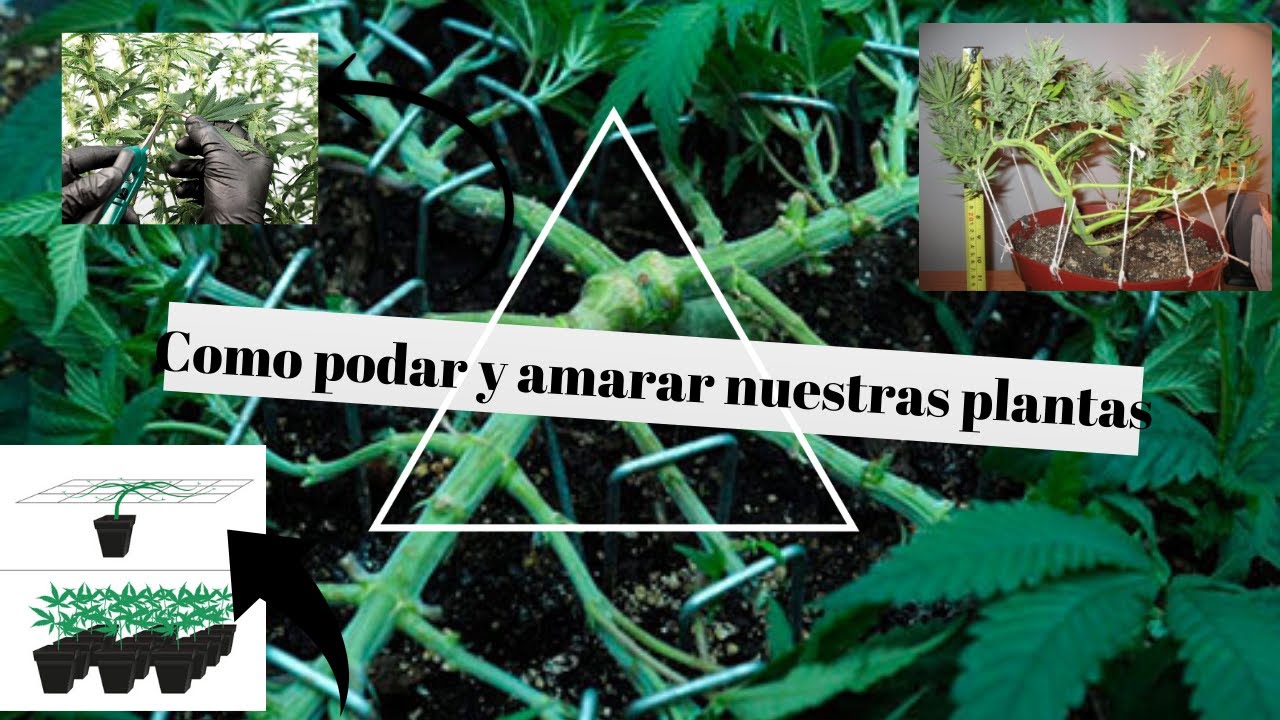 Como aplicar t&eacute;cnicas de podas y amarres en las plantas