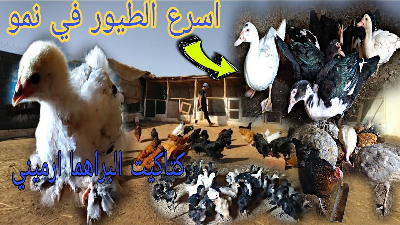 اسرع الطيور في نمو في المزرعة استقبال كتاكيت البراهما ارميني اطعام دجاج المزرعة