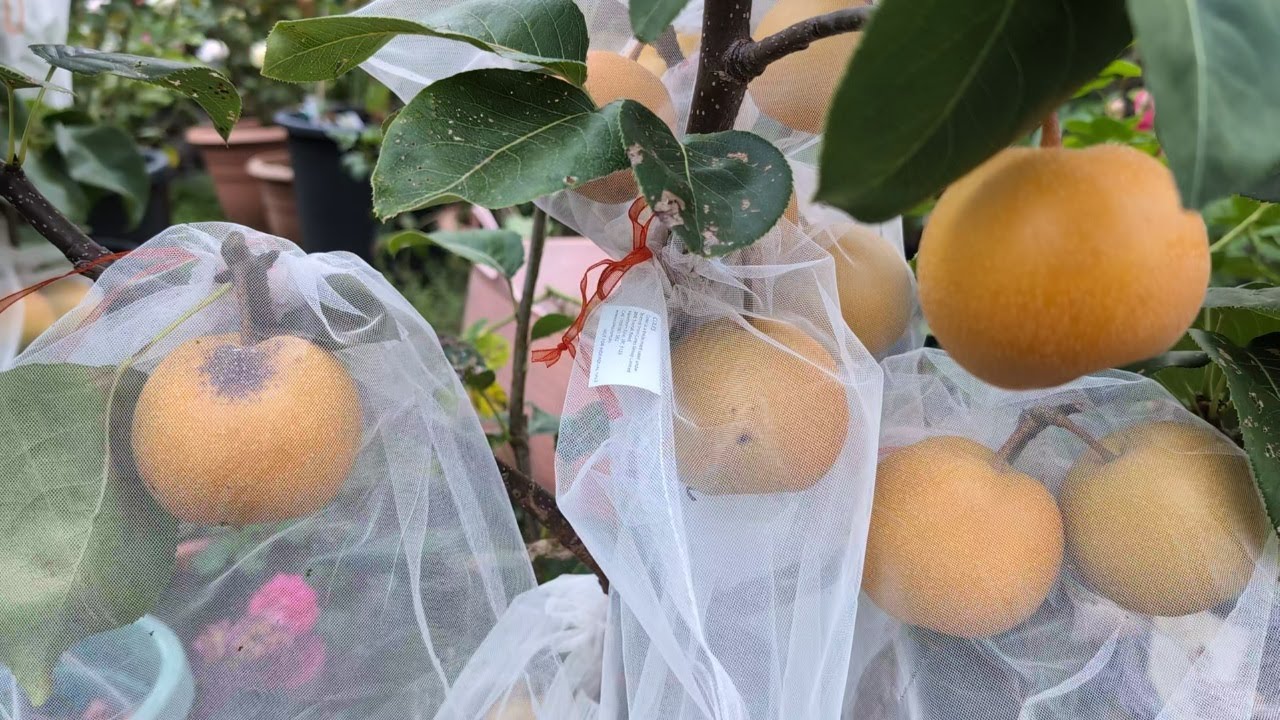 Harvesting and tasting Kosui, Chojuro Nashi Pears before I leave.