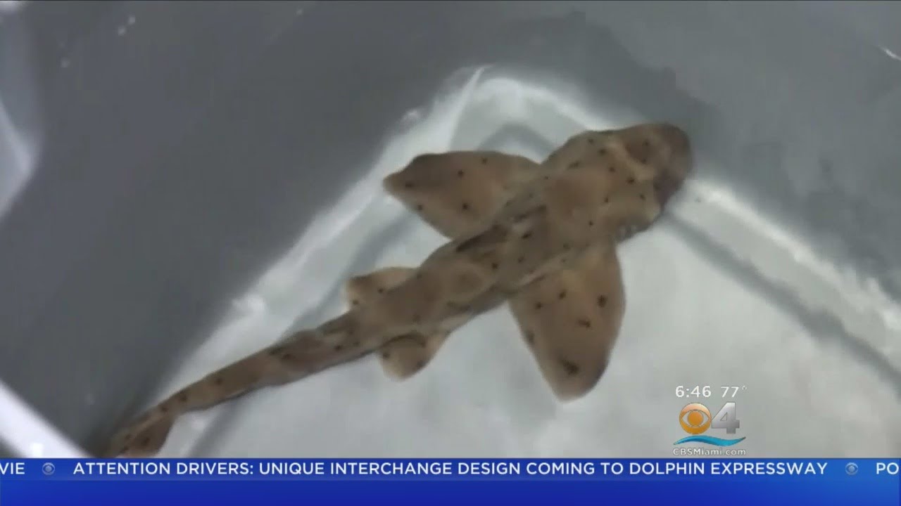 Baby Shark Stolen Out Of San Antonio Aquarium