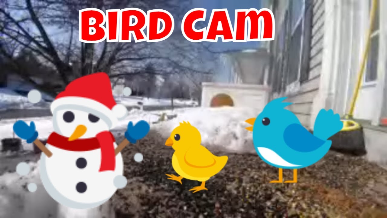 Live Bird Cam For Wednesday! 🦌🦊🐦🐦🦝