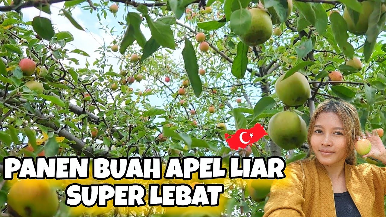 PANEN BUAH APEL YANG BUAHNYA LEBAT SEPOHON 😍