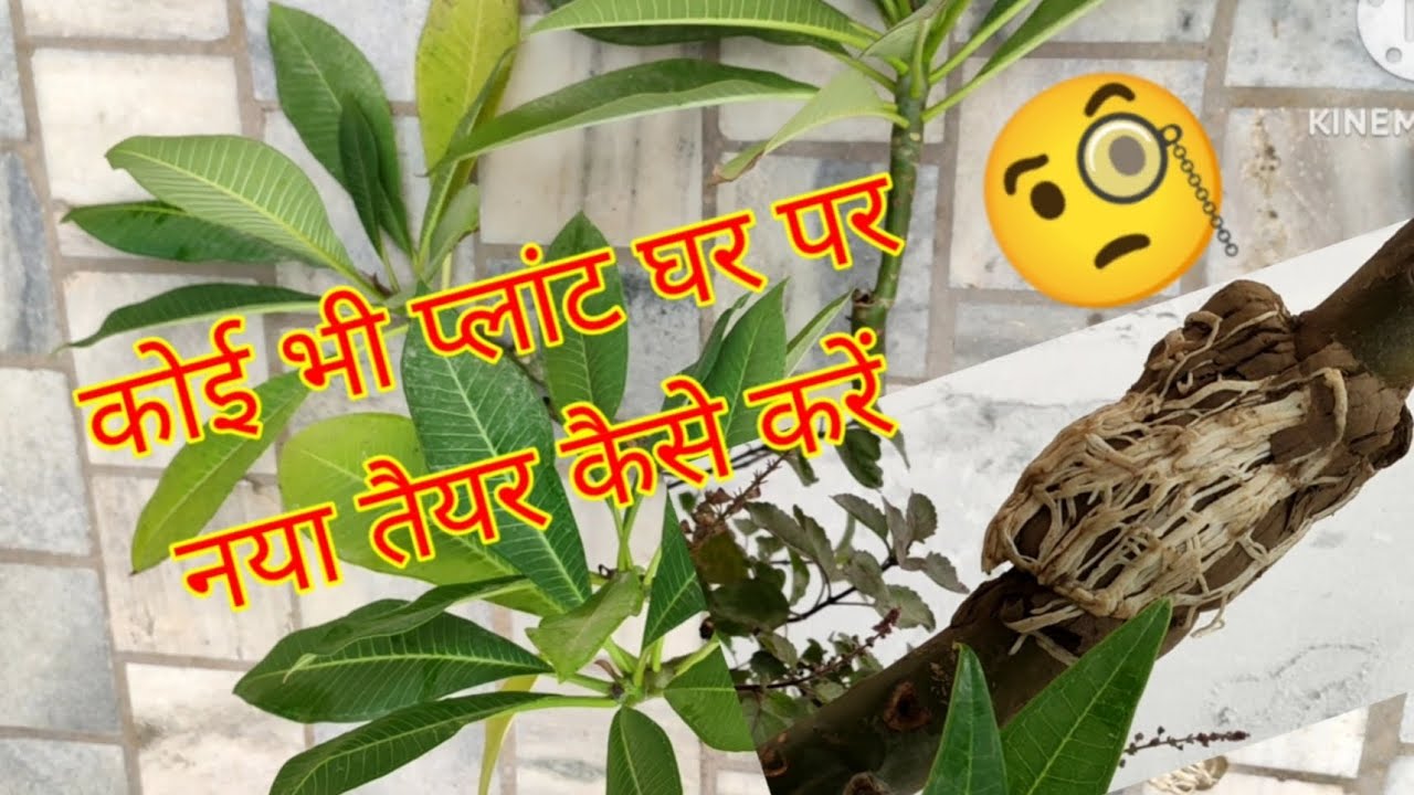 new plant kaise taiyar karen