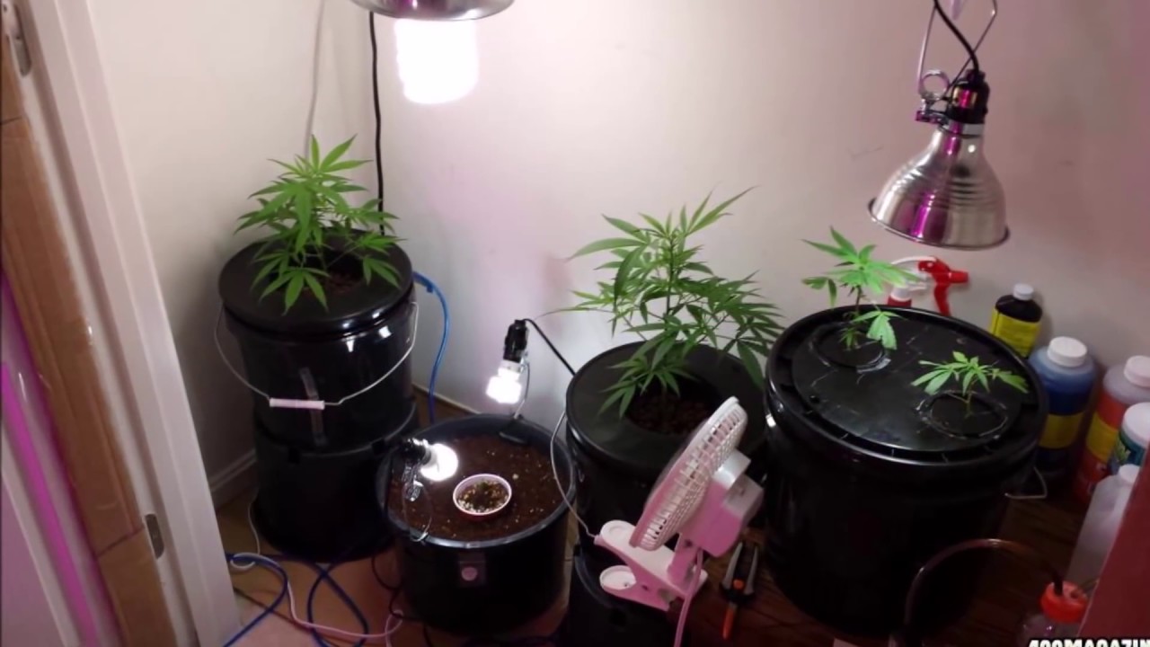 Thai Fantasy Cool LED Autoflower Grow Tent Adults 18+