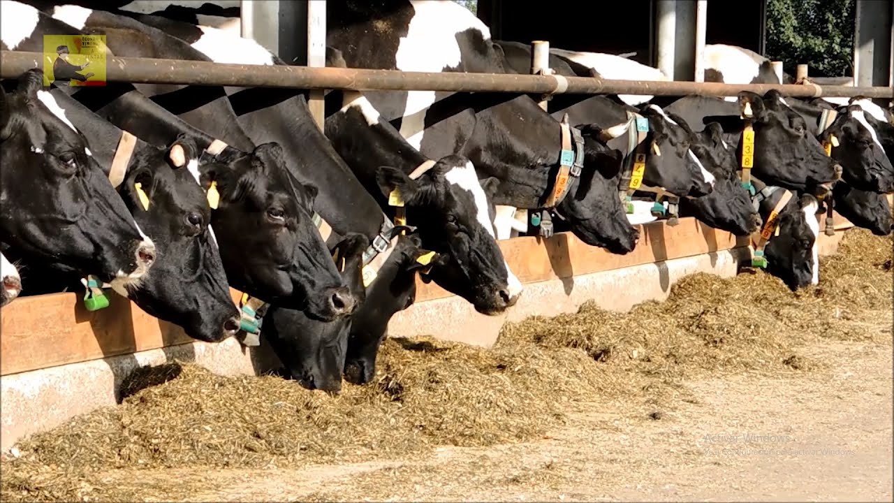 ¿Qué es el Sistema Agroalimentario? problemas y una solución.