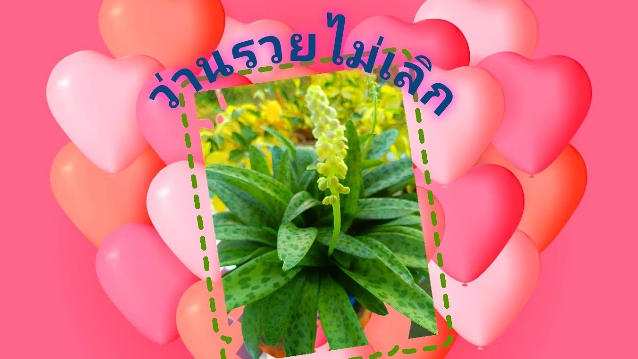 ว่านรวยไม่เลิก 