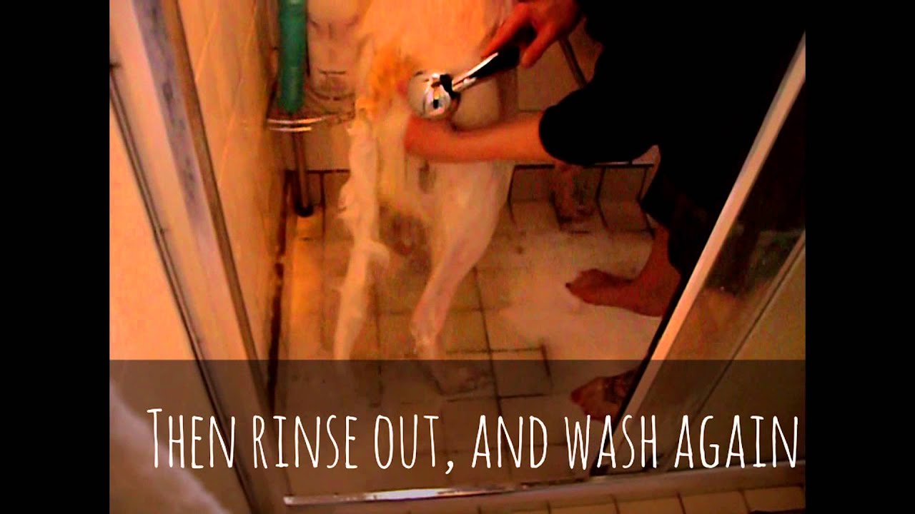 Grooming borzoi  with true Iconic by Antje Alberda
