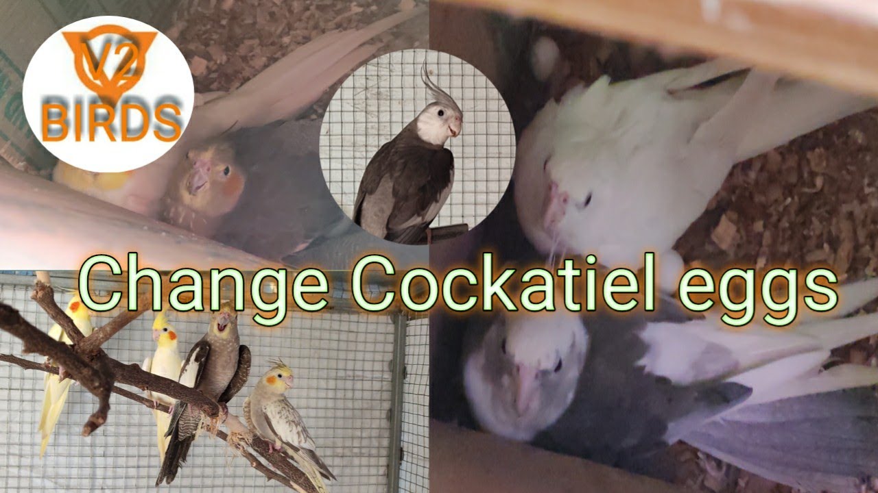 How to change cockatiel egg🥚😲🐣|v2birds|In Tamil|