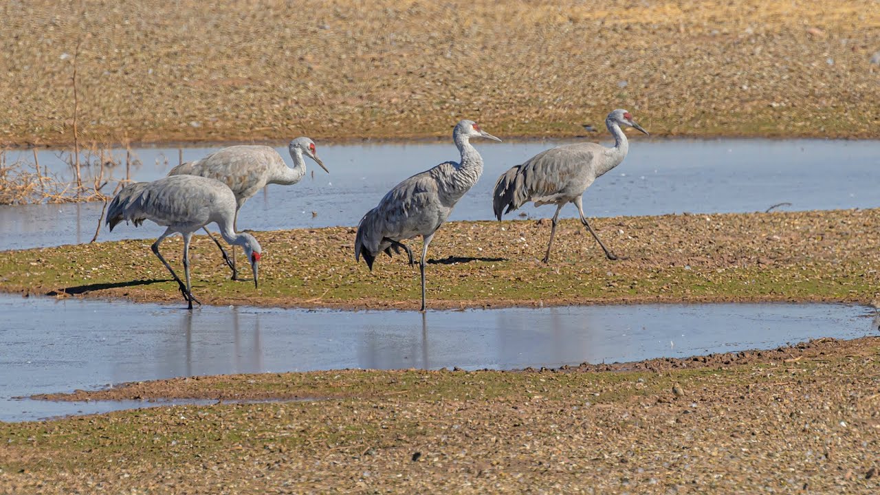 White Water Draw Wildlife Area