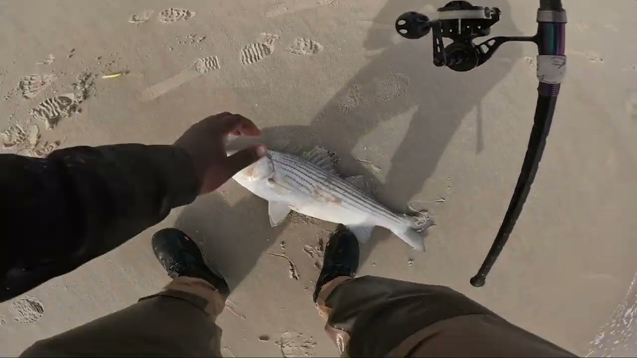 NJ Fall Run Is Never Ending | Striped Bass Blitzing