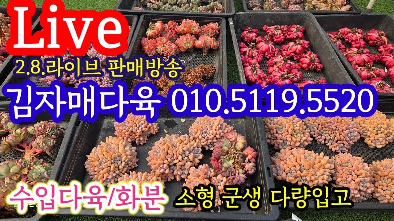 2.8.일요일 라이브 판매방송 : 인기 수입다육 & 신상 수입다육 💥베란다 사이즈 소형군생 다량입고 💥김자매다육 010.5119.5520