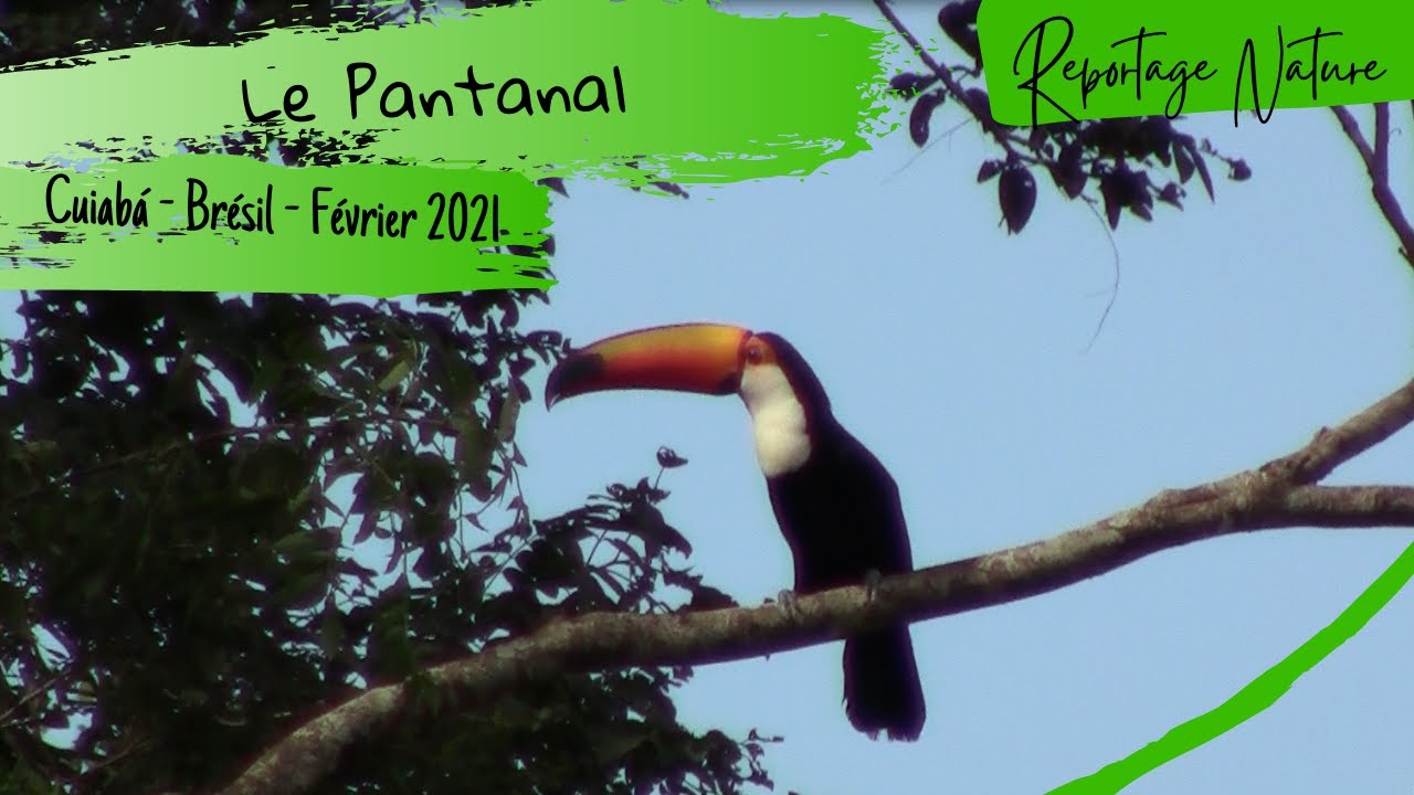 Une merveille du Brésil : Le Pantanal