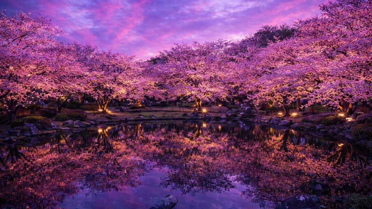 【RELAX】Sakura Twilight 🌸 Calm Piano Music for Relaxation & Sleep