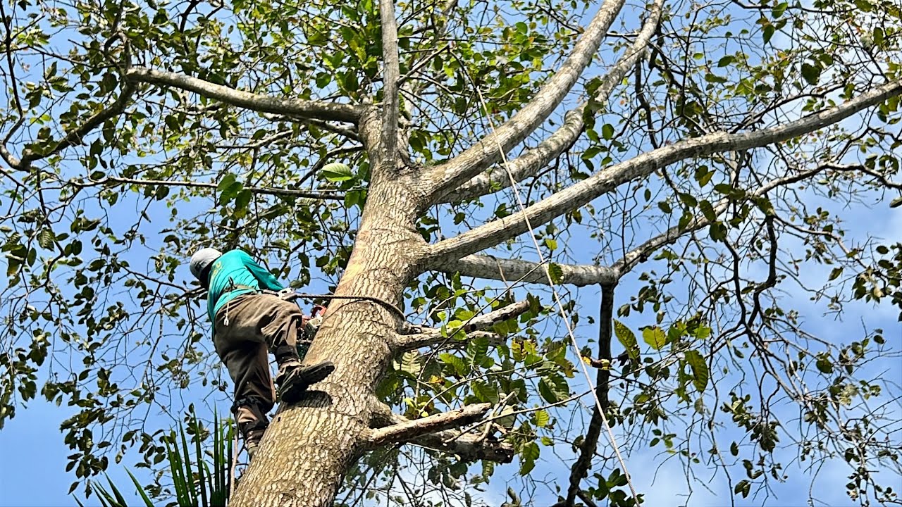 The man saw the super tall super big Gao tree