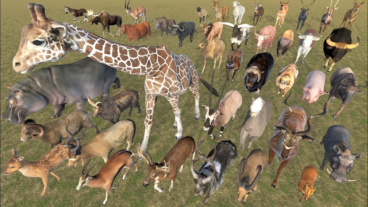 Even-Toed Ungulates Animal Weight Comparison | 3D Animation | Realistic World Data