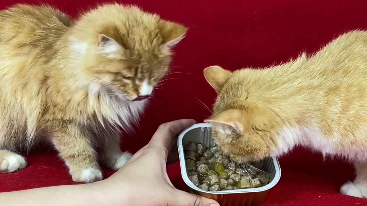 My two ginger cats eat their wet food and egg yolk
