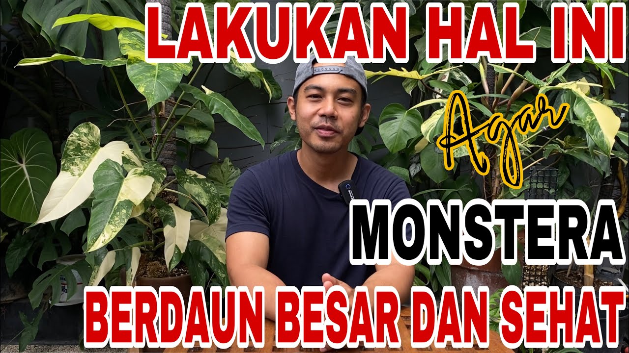 TIPS Daun MONSTERA VARIGATA Bertambah Lebar dan BESAR!#monsteravariegata #aroidaddicts