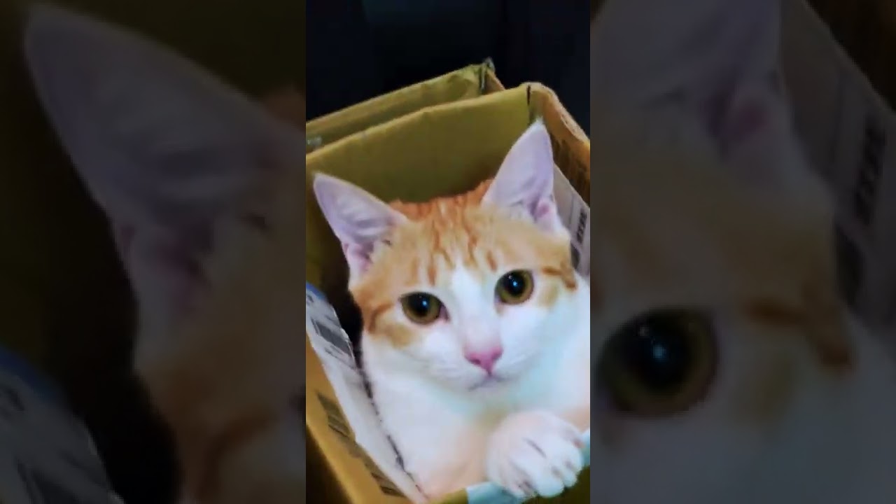 boxed kitten