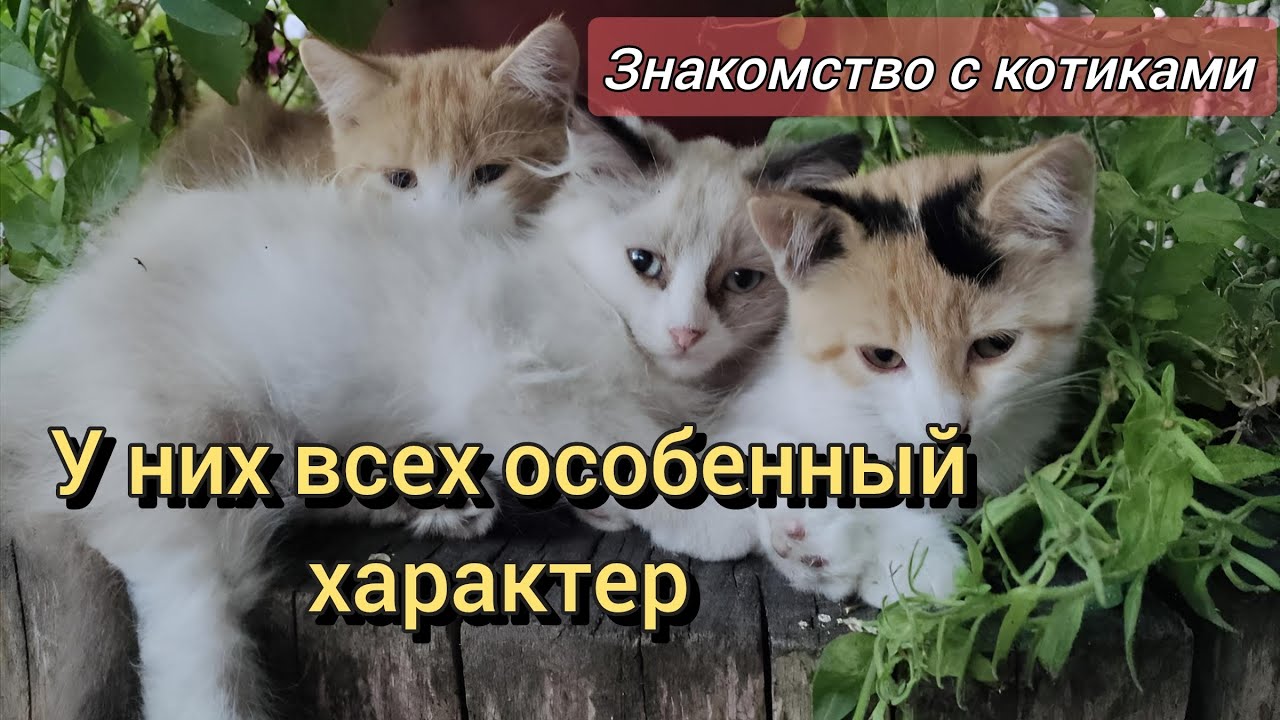 Котики. Наша большая дружная семья. Шустрый, Болик, Беляш, Маша, Маруля, Лола, Принцесса 