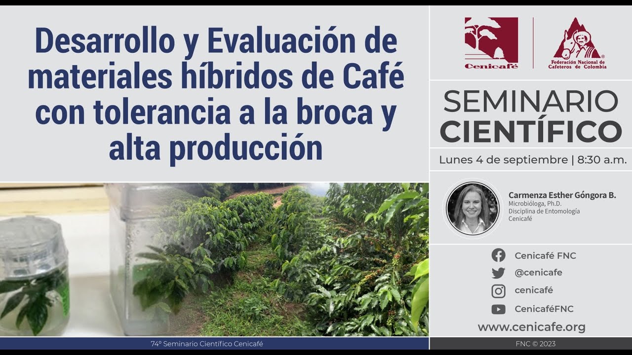 Materiales híbridos  de Café con tolerancia a la broca y alta producción