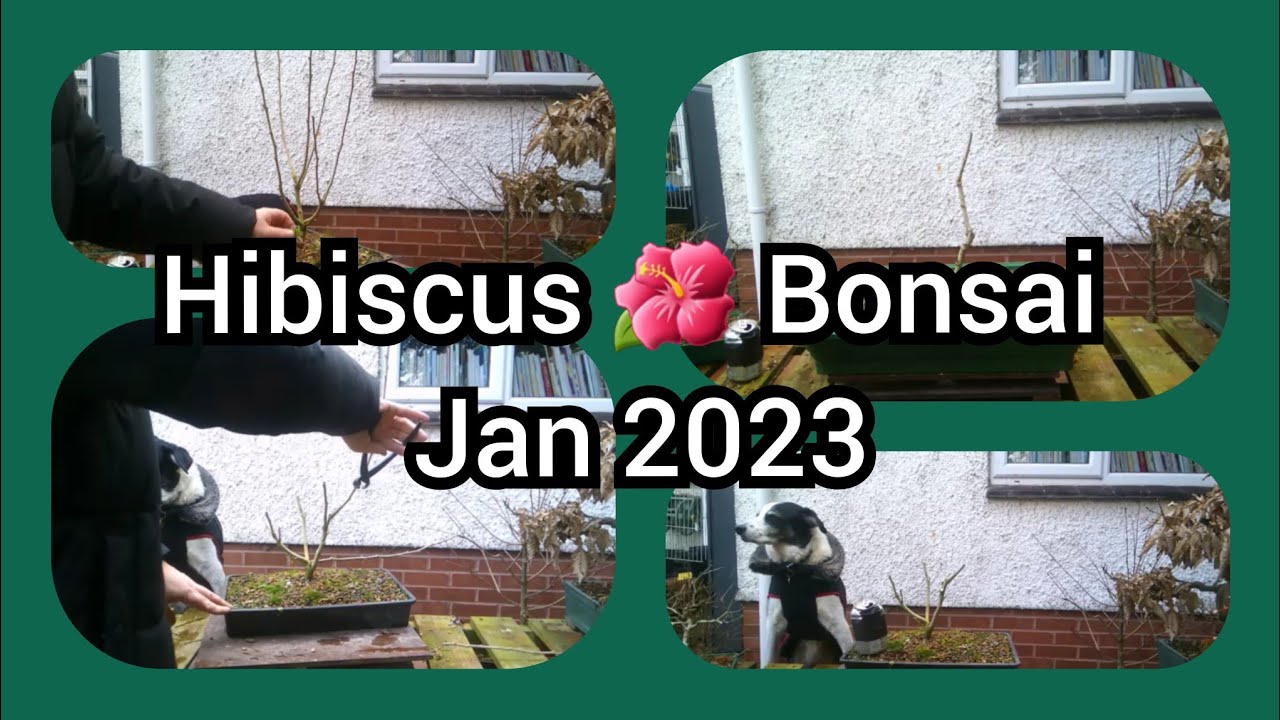 Hibiscus Bonsai Jan 2023