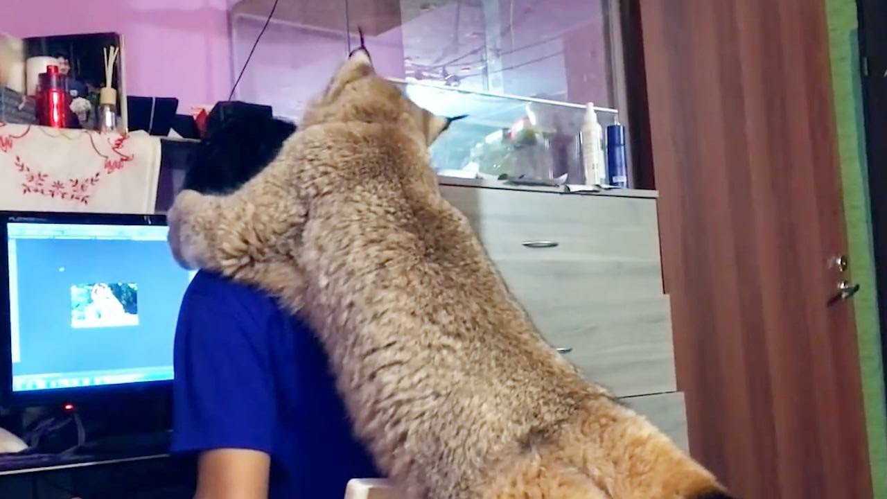 猞猁捂住主人眼睛&ldquo;猜猜我是谁&rdquo;，被猜到后，猞猁的动作笑翻众人