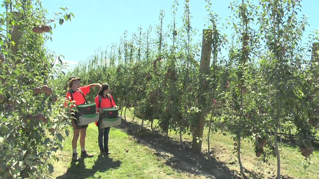 Fruit Production Careers