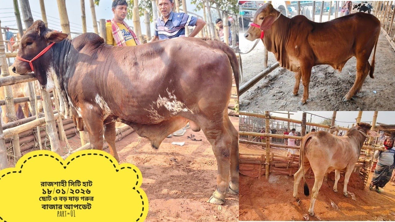 রাজশাহী সিটি হাট ১৮/০১/২০২৬ ছোট ও বড় ষাড় গরুর বাজার আপডেট part=01