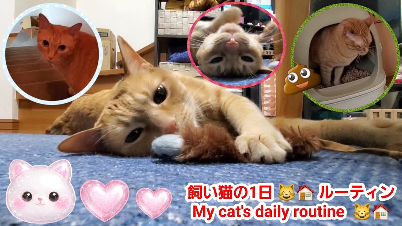 むぎっちゅ☆飼い猫の1日😸🏠ルーティン☆