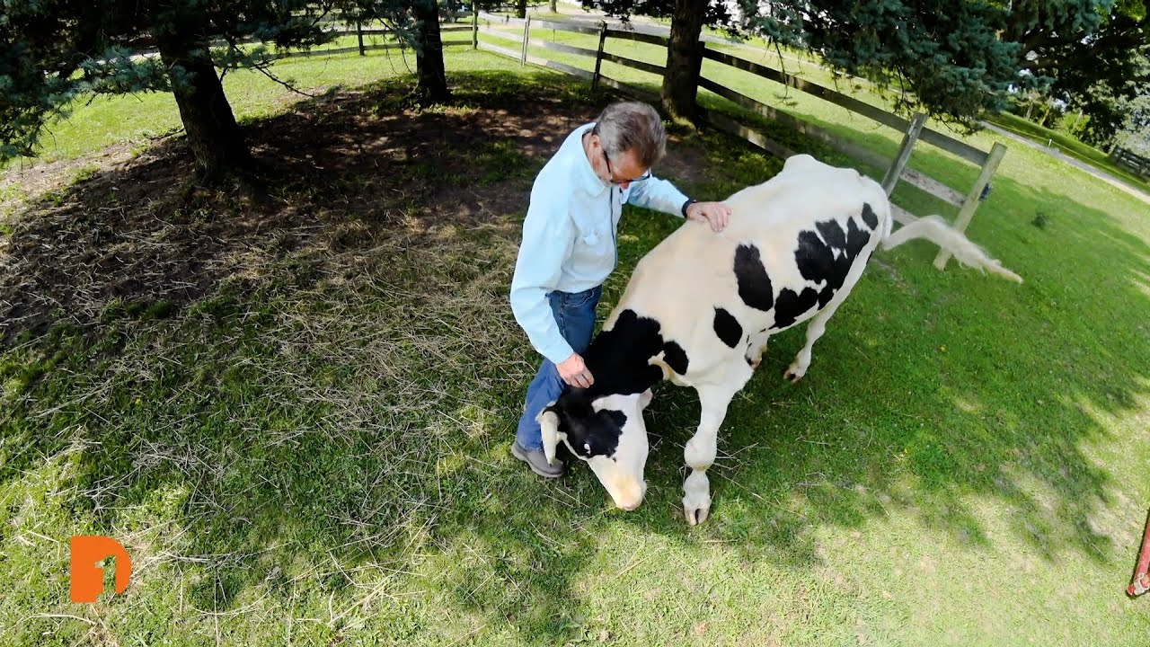 Barn Sanctuary, Michigan's only certified animal refuge, gives farm animals a second chance