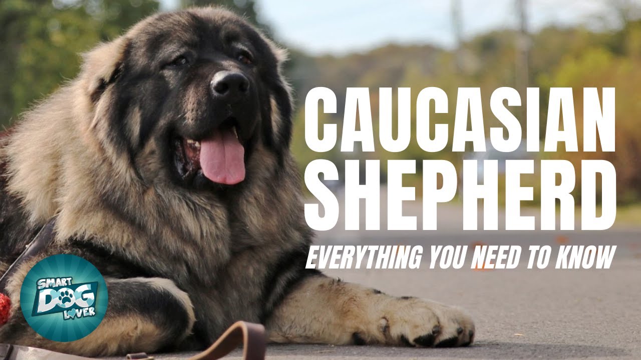 Caucasion Shepherd Dog Breed Guide | Russian Bear Dogs 101 - Caucasion Shepherd