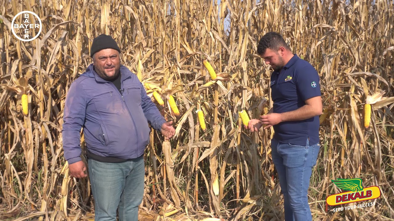 DKC6980 - Balıkesir, Pamukçu