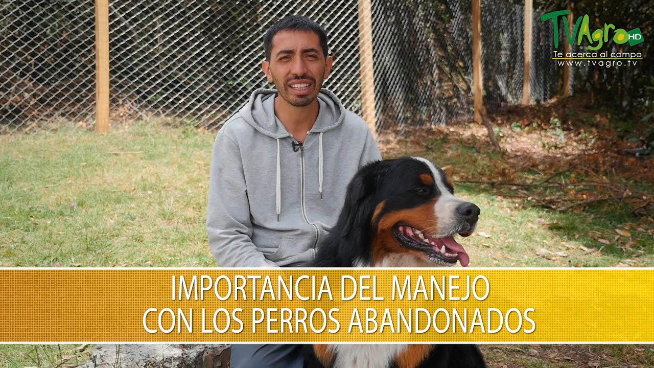 Importancia del Manejo con Perros Abandonados- TvAgro por Juan Gonzalo Angel Restrepo