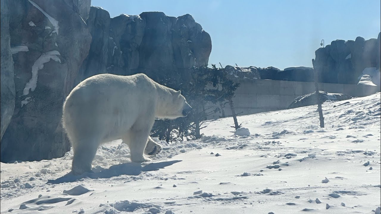Assiniboine Park Zoo in Winter. Winnipeg 2023