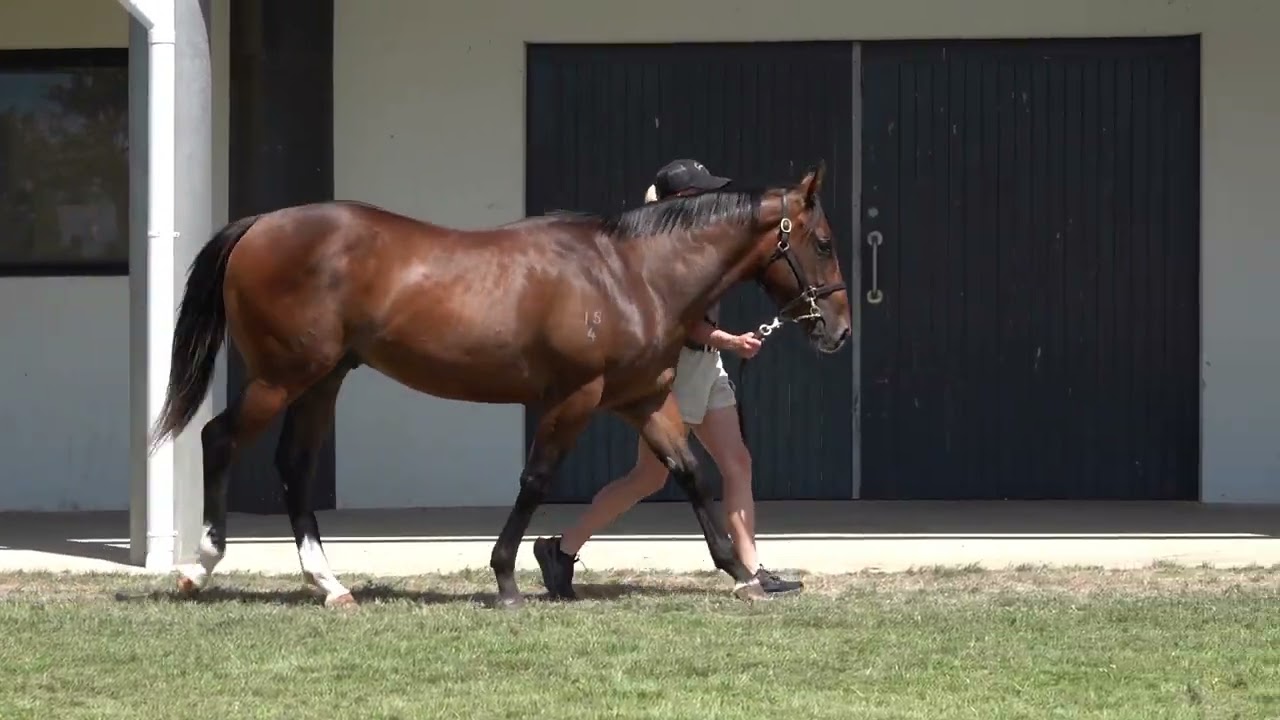 Lot 81 - Stratosphere - Church Bells Colt